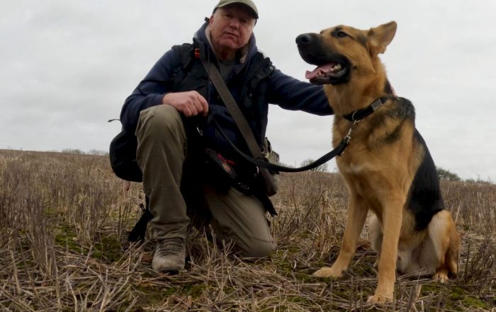 man in a stubble field with a young German Shepherd