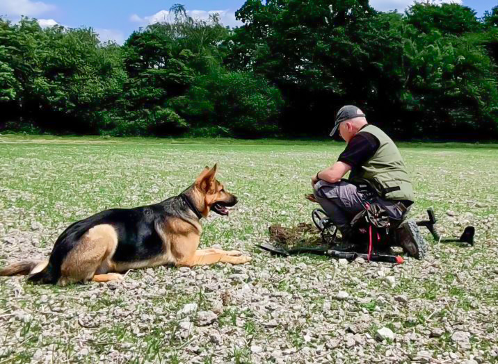 German shepherd in the field working