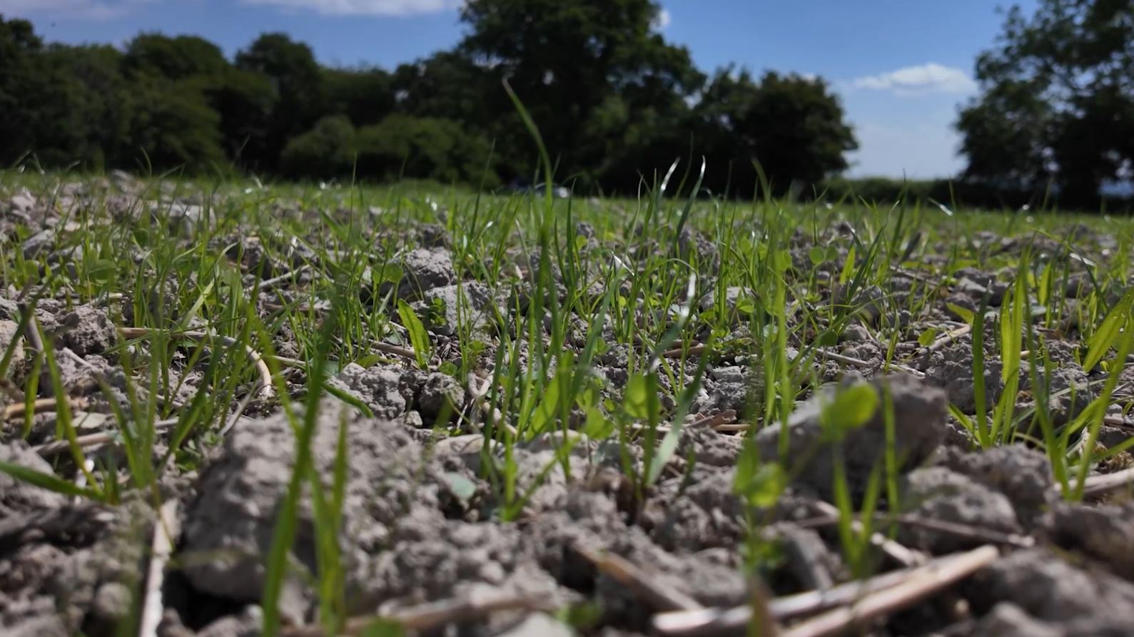 Metal detecting in Hampshire crops