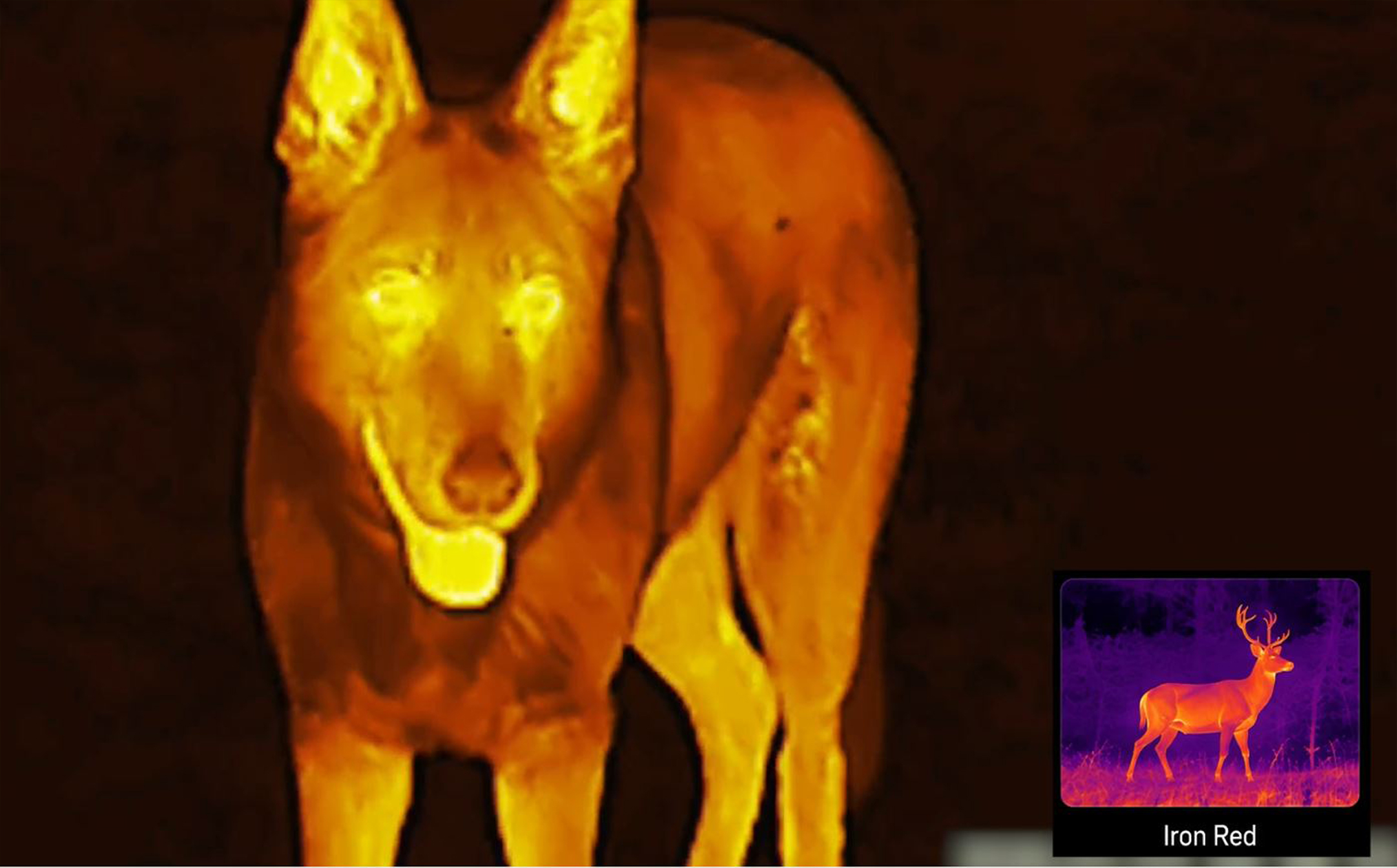 Goyojo Sentra 315 animal spotting using thermal imaging